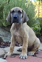 Jojo, a male Great Dane for sale in Central, CA – 8 of 9