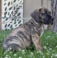 Momo, a male Great Dane for sale in Central, CA – 2 of 10