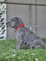 Blue Merle 2, a male Great Dane for sale in Central, CA – 4 of 8