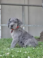 Blue Merle 2, a male Great Dane for sale in Central, CA – 5 of 8