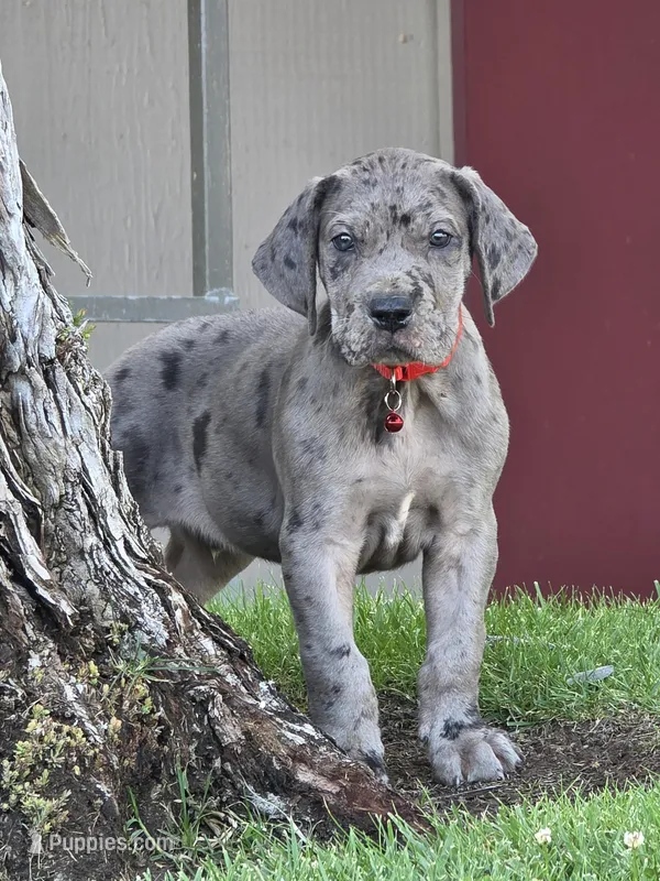 Blue Merle 2, a male Great Dane for sale in Central, CA – 1 of 8