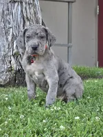 Blue Merle 2, a male Great Dane for sale in Central, CA – 6 of 8