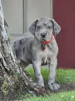 Blue Merle 2, a male Great Dane for sale in Central, CA – 7 of 8
