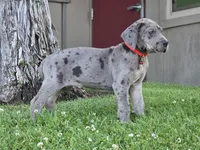 Blue Merle 2, a male Great Dane for sale in Central, CA – 2 of 8
