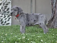 Blue Merle 2, a male Great Dane for sale in Central, CA – 3 of 8