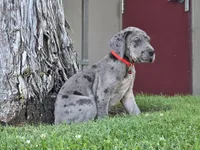Blue Merle 2, a male Great Dane for sale in Central, CA – 8 of 8