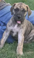 Fred, a male Great Dane for sale in Central, CA – 3 of 6
