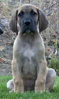 Jojo, a male Great Dane for sale in Central, CA – 4 of 9