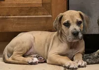Fifi, a female Great Dane for sale in Central, CA – 5 of 9