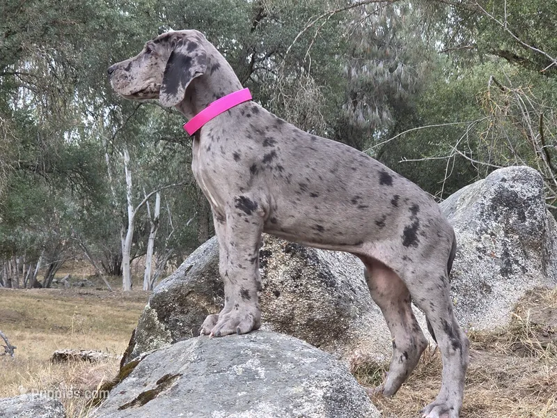 Ewa – Great Dane puppy for sale in Central, CA