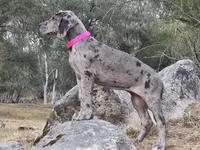 Ewa, a female Great Dane for sale in Central, CA – 1 of 10