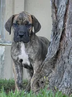 Momo, a male Great Dane for sale in Central, CA – 8 of 10