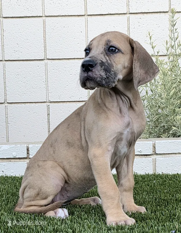 Fawn Merle girl – Great Dane puppy for sale in Central, CA