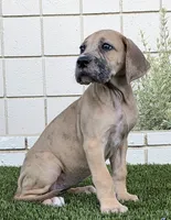 Fifi, a female Great Dane for sale in Central, CA – 1 of 9