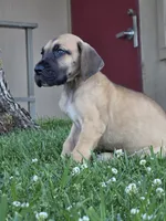 Fawn boy 2, a male Great Dane for sale in Central, CA – 4 of 5