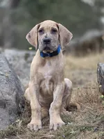 Schofield, a male Great Dane for sale in Central, CA – 10 of 10