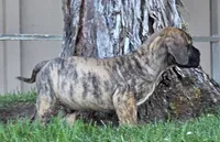 Momo, a male Great Dane for sale in Central, CA – 3 of 10