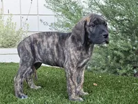 Mimi, a female Great Dane for sale in Central, CA – 4 of 10