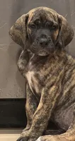 Mimi, a female Great Dane for sale in Central, CA – 10 of 10