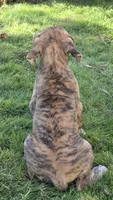 Daphne, a female Great Dane for sale in Central, CA – 9 of 10