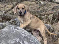 Schofield, a male Great Dane for sale in Central, CA – 7 of 10