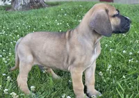Fawn boy 1, a male Great Dane for sale in Central, CA – 7 of 9