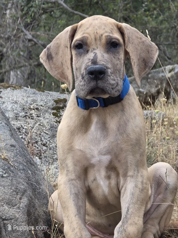 Schofield – Great Dane puppy for sale in Central, CA