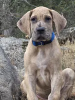 Schofield, a male Great Dane for sale in Central, CA – 1 of 10