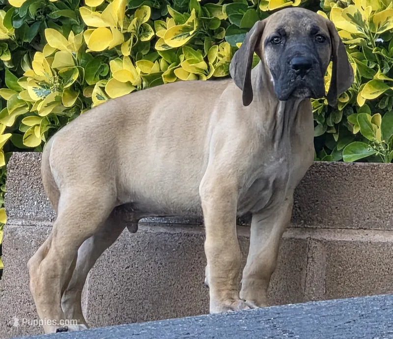 Jojo – Great Dane puppy for sale in Central, CA