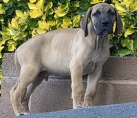 Jojo, a male Great Dane for sale in Central, CA – 3 of 9
