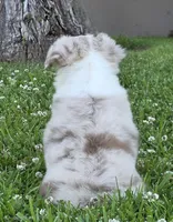 Sparrow (Red merle), a female Miniature Australian Shepherd for sale in Central, CA – Photo 4 of 10