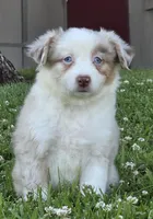 Sparrow (Red merle), a female Miniature Australian Shepherd for sale in Central, CA – Photo 3 of 10