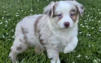 Sparrow (Red merle), a female Miniature Australian Shepherd for sale in Central, CA – Photo 10 of 10