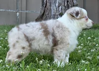Sparrow (Red merle), a female Miniature Australian Shepherd for sale in Central, CA – Photo 7 of 10