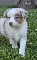 Sparrow (Red merle), a female Miniature Australian Shepherd for sale in Central, CA – Photo 9 of 10