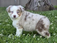 Sparrow (Red merle), a female Miniature Australian Shepherd for sale in Central, CA – Photo 2 of 10