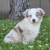 Sparrow (Red merle), a female Miniature Australian Shepherd for sale in Central, CA – Photo 5 of 10