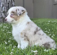 Sparrow (Red merle), a female Miniature Australian Shepherd for sale in Central, CA – Photo 6 of 10