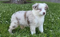 Sparrow (Red merle), a female Miniature Australian Shepherd for sale in Central, CA – Photo 8 of 10
