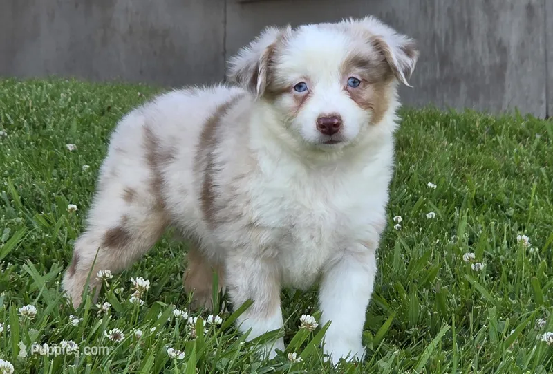 Sparrow (Red merle), a female Miniature Australian Shepherd for sale in Central, CA – Photo 1 of 10