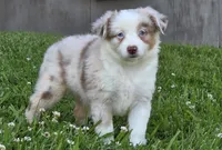 Sparrow (Red merle), a female Miniature Australian Shepherd for sale in Central, CA – Photo 1 of 10