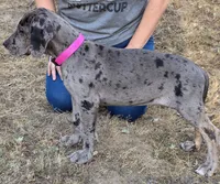Ewa, a female Great Dane for sale in Central, CA – 4 of 10