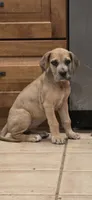 Fifi, a female Great Dane for sale in Central, CA – 6 of 9