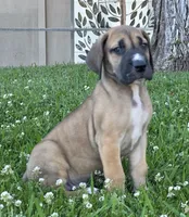 Fawn boy 1, a male Great Dane for sale in Central, CA – 3 of 9