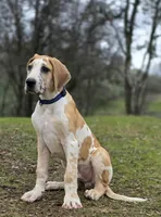 Fuji, a male Great Dane for sale in Central, CA – Photo 5 of 10