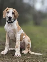 Fuji, a male Great Dane for sale in Central, CA – Photo 2 of 10