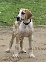 Fuji, a male Great Dane for sale in Central, CA – Photo 6 of 10