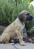 Jojo, a male Great Dane for sale in Central, CA – 9 of 9
