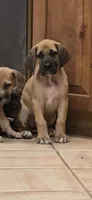 Gigi, a female Great Dane for sale in Central, CA – 5 of 7
