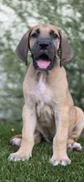 Gigi, a female Great Dane for sale in Central, CA – 4 of 7